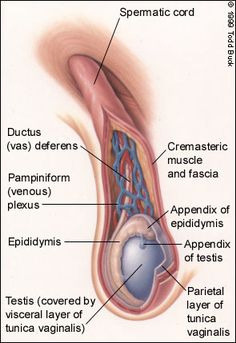 Varicocele: anatomy of the scrotum and testicles