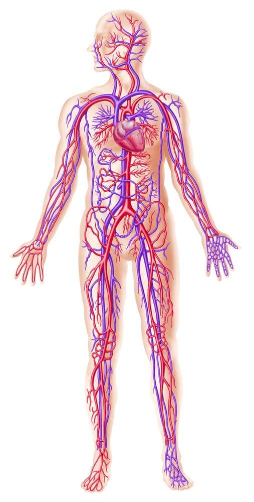 Human veins and arteries