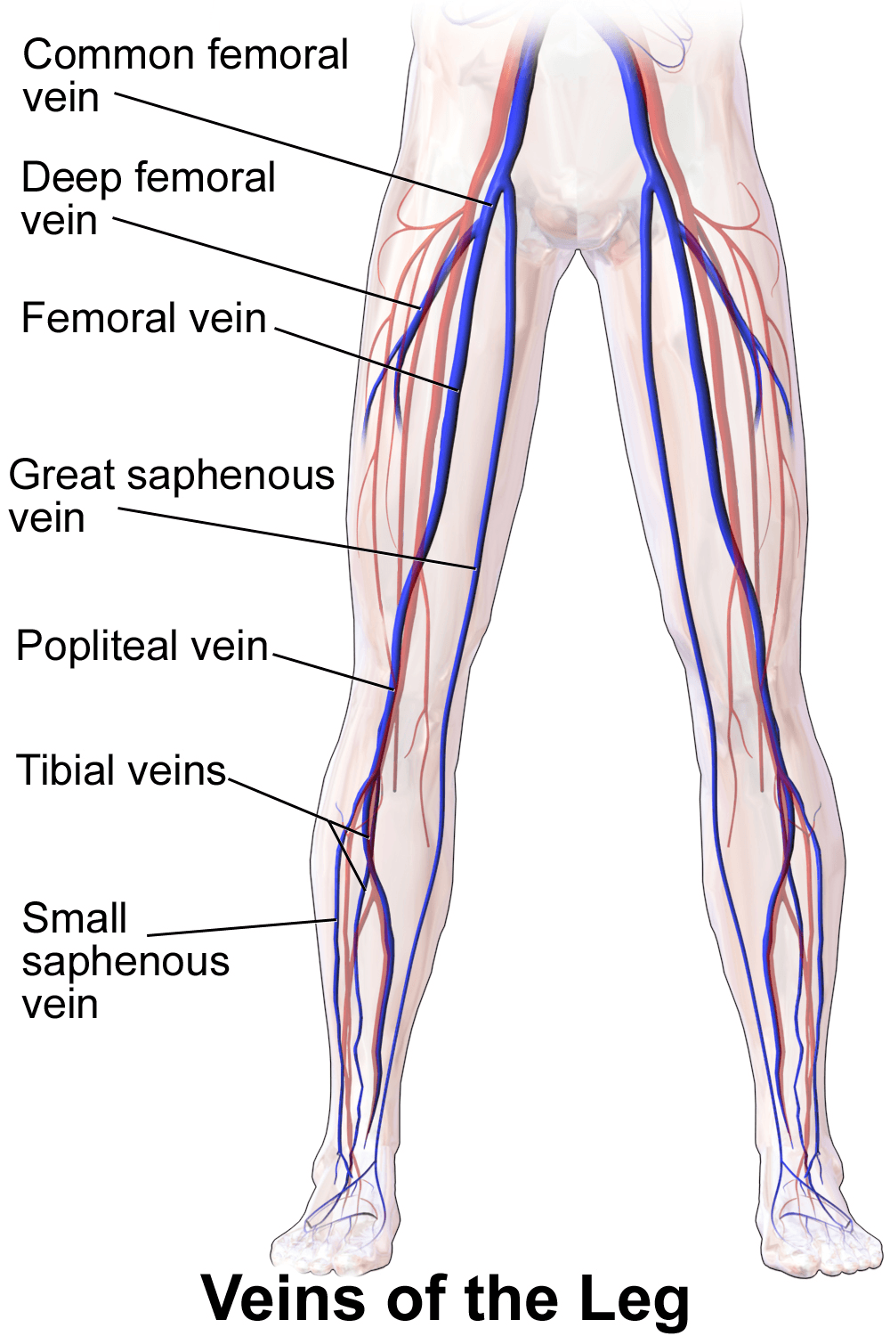 Veins of the leg