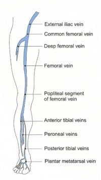 VV_Anatomy_DeepVenousSystem