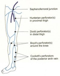 VV_Anatomy_PerforatorVeins