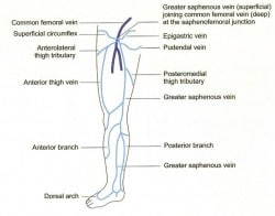 VV_Anatomy_SuperficialVeins (1)