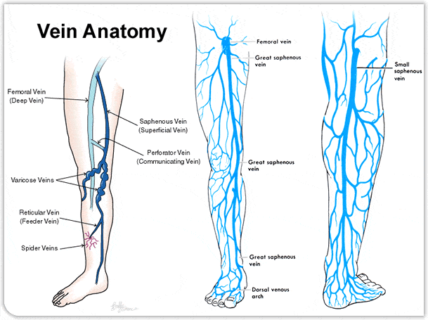 Lower Extremity Venous Anatomy