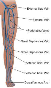 leg veins